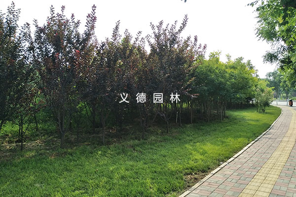 太平河西延綠化施工二標(biāo)